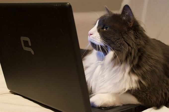 cat in front of laptop