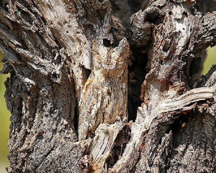 These Animals Are the Masters of Camouflage