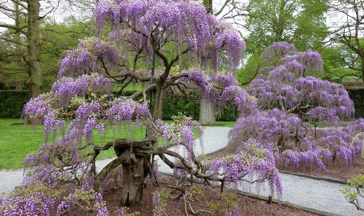 10 Common Poisonous Flowers