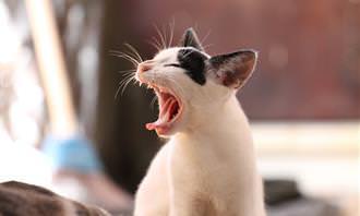 yawning cat