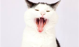 cat yelling