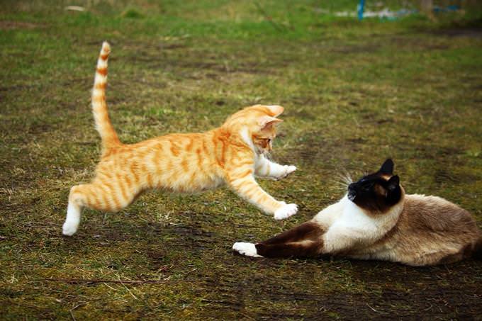 Cat jumping on another cat