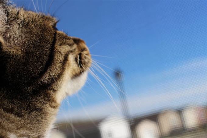 Cat looking to the sky