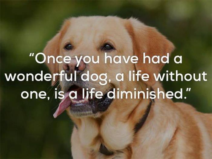 Why Dog's Are Man's Best Friend
