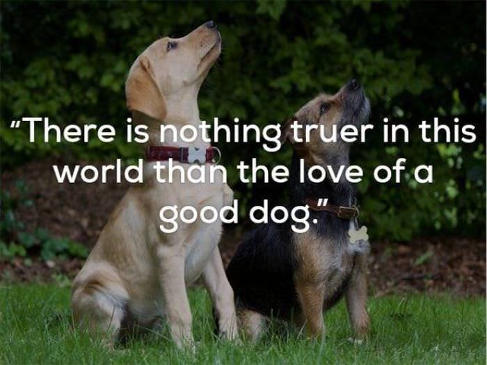 Why Dog's Are Man's Best Friend