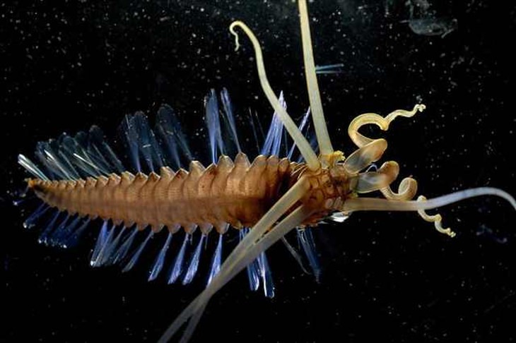 24 Of The Ocean s Weirdest Creatures 24 Of The Ocean s Weirdest Creatures