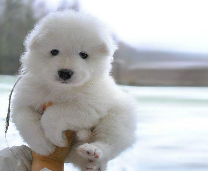 18 Cute and Chubby Puppies