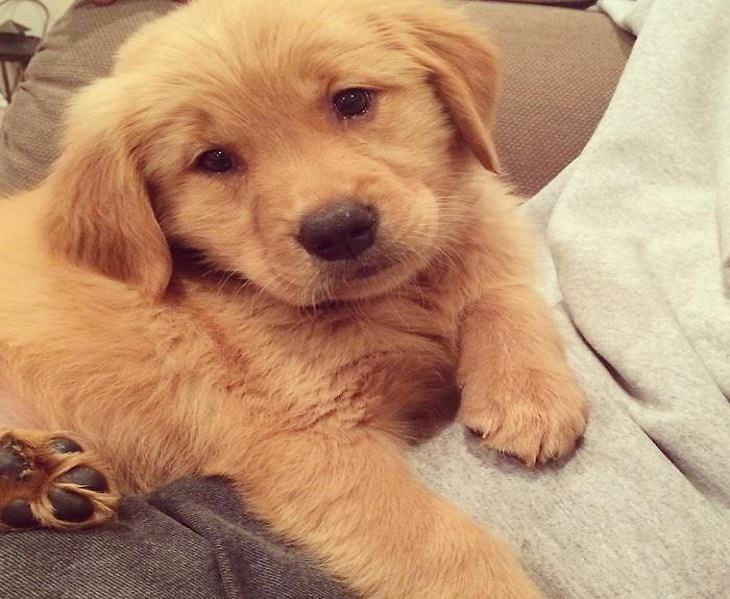 18 Cute and Chubby Puppies