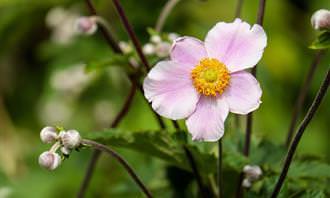 pink flower with few petals