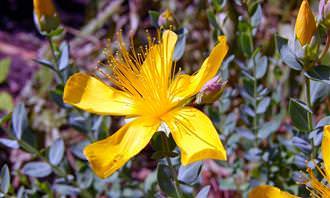 yellow flower with few petals