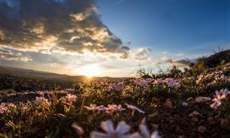 sunset over field