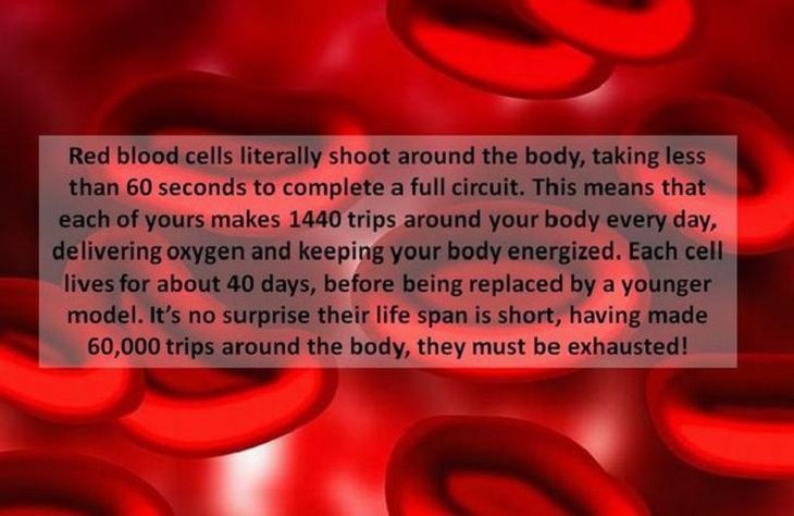Some of the Miracles that Occur Inside Our Bodies