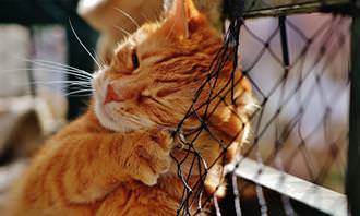 Cat scratching on fence