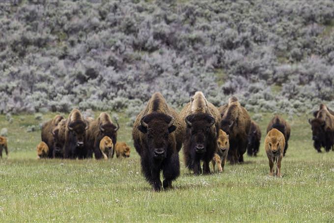 buffalo herd walking