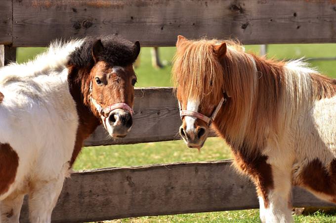 two ponies