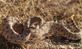 sidewinder snake