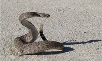 western diamondback snake