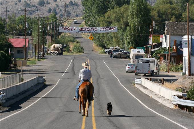 cowboy on horse with dog