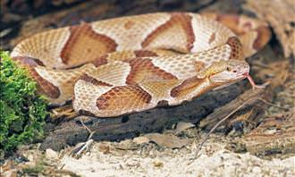 copperhead snake