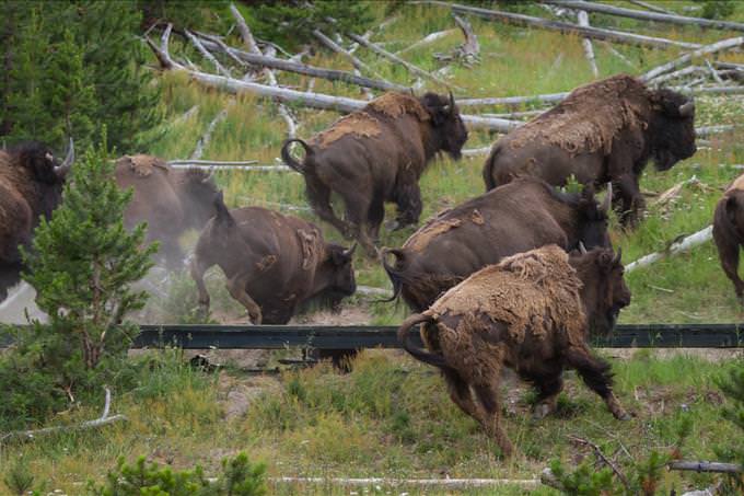 buffalo stampede