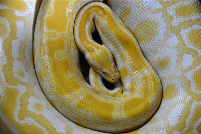 yellow snake