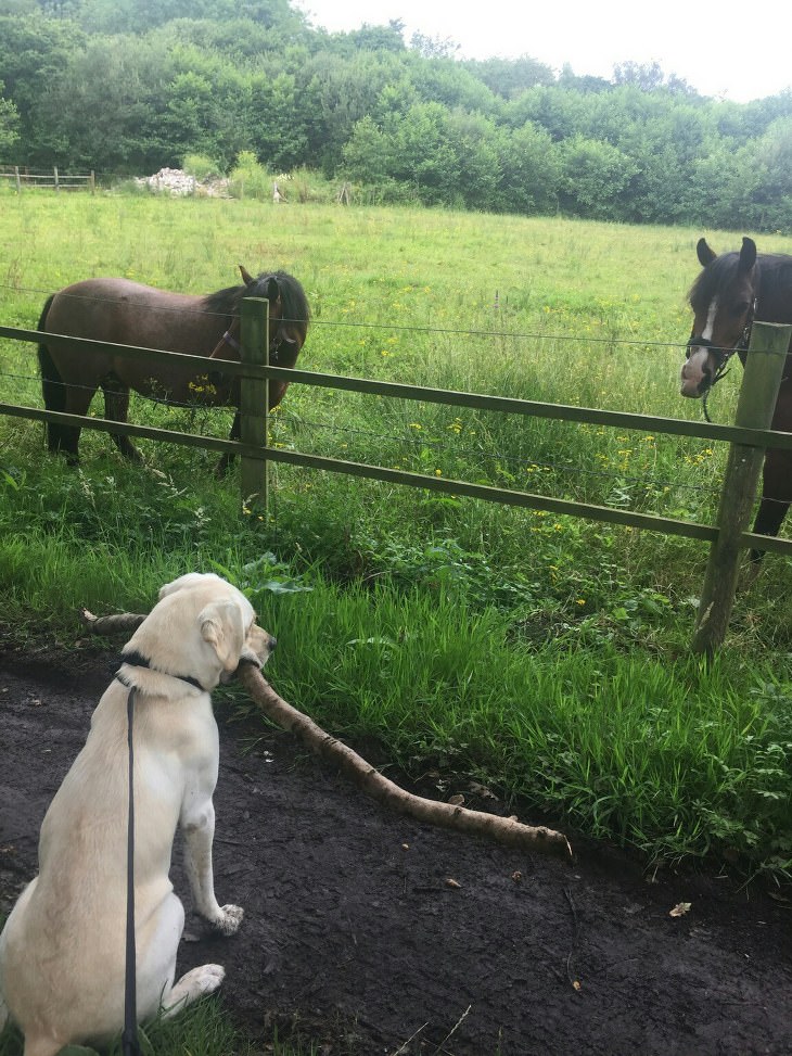 These Dogs Are Weird and Hilarious!