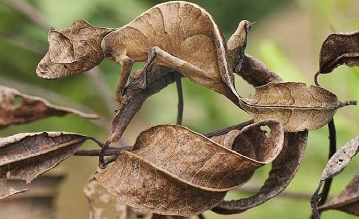 Incredible Examples of Animal Camouflage