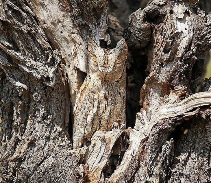 Incredible Examples of Animal Camouflage