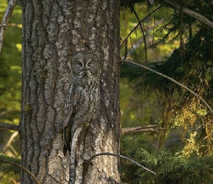 Incredible Examples of Animal Camouflage