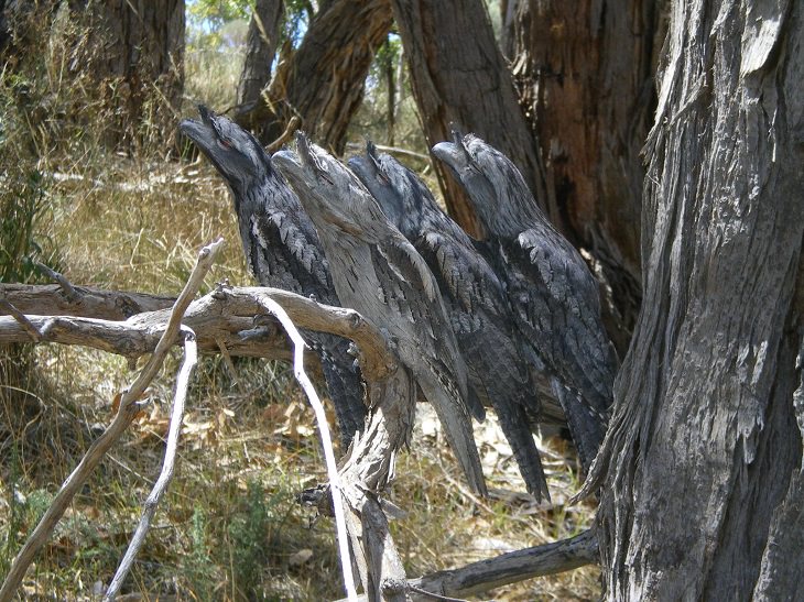 Incredible Examples of Animal Camouflage