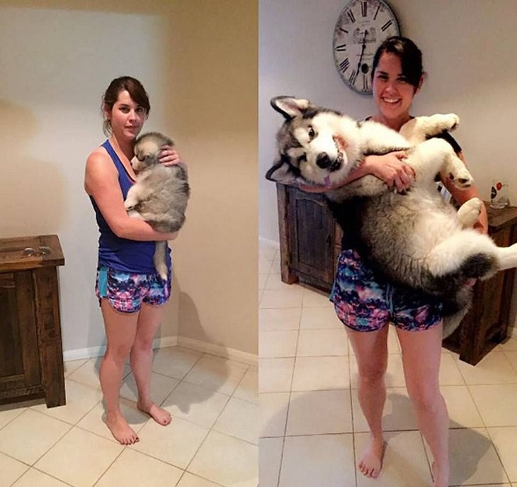 Before & After: Adorable Dogs