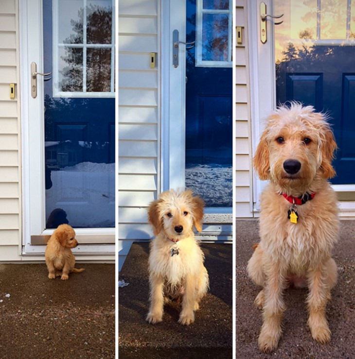 Before & After: Adorable Dogs