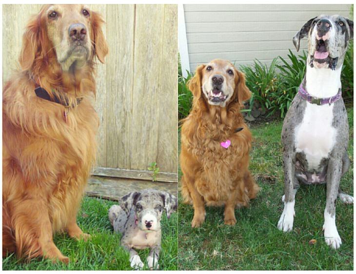 Before & After: Adorable Dogs