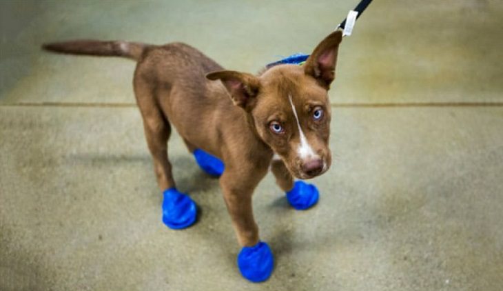 The Insane Effects of Arizona's Heatwave