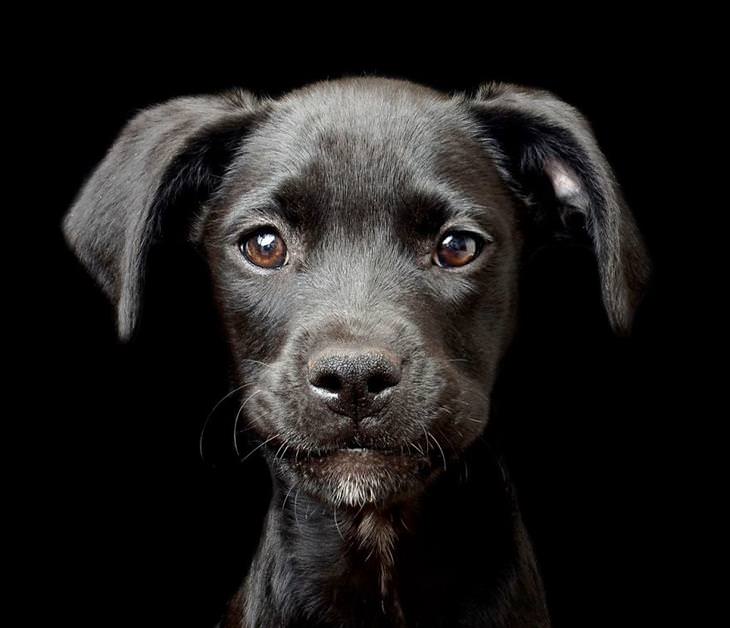 Canine Photography: The Winning Photos