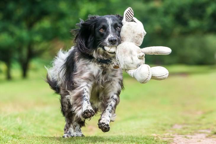 Canine Photography: The Winning Photos