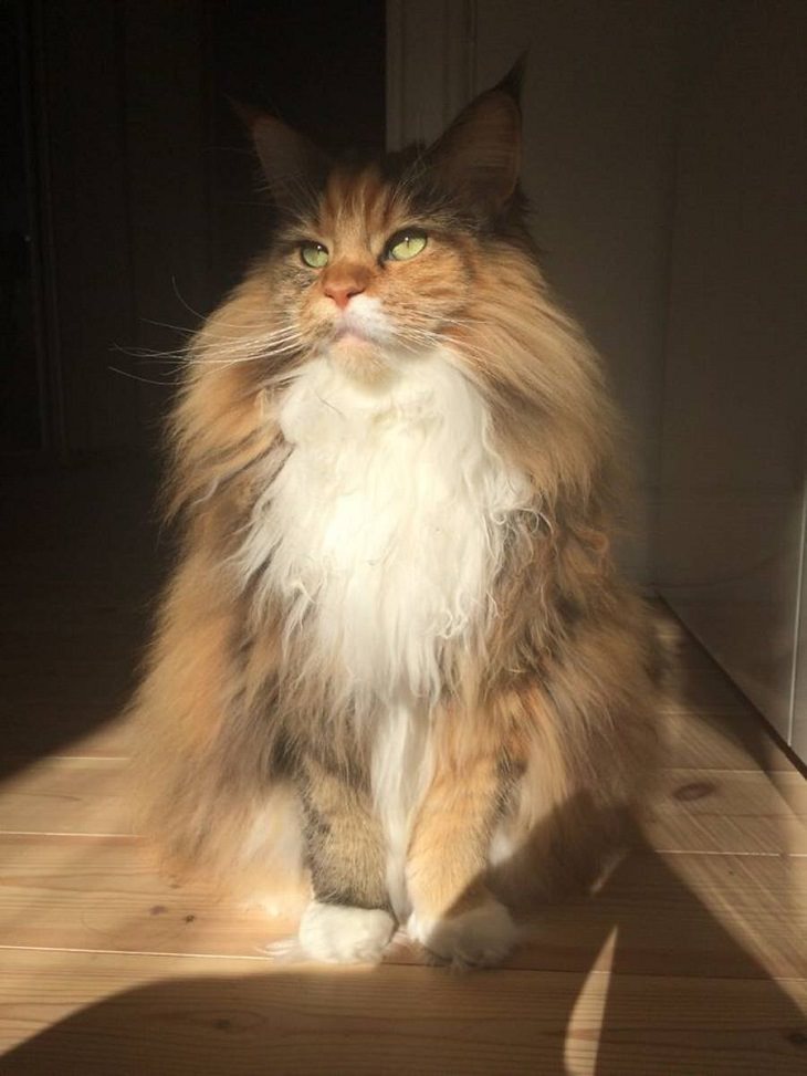 These Sun-Loving Cats Are Hilarious!