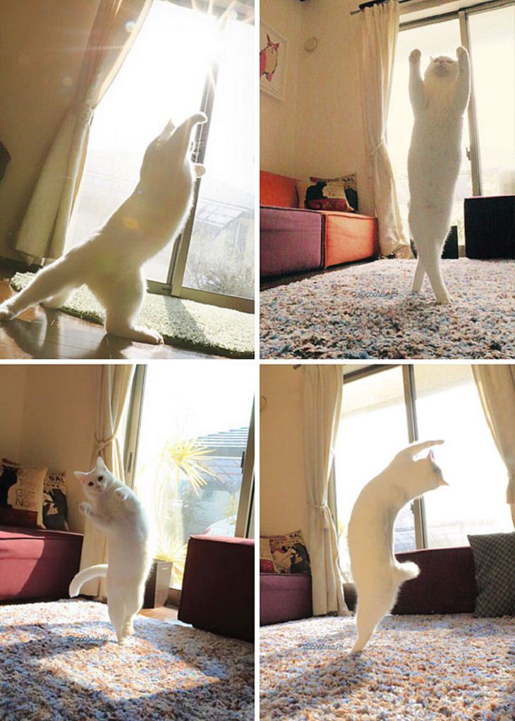 These Sun-Loving Cats Are Hilarious!