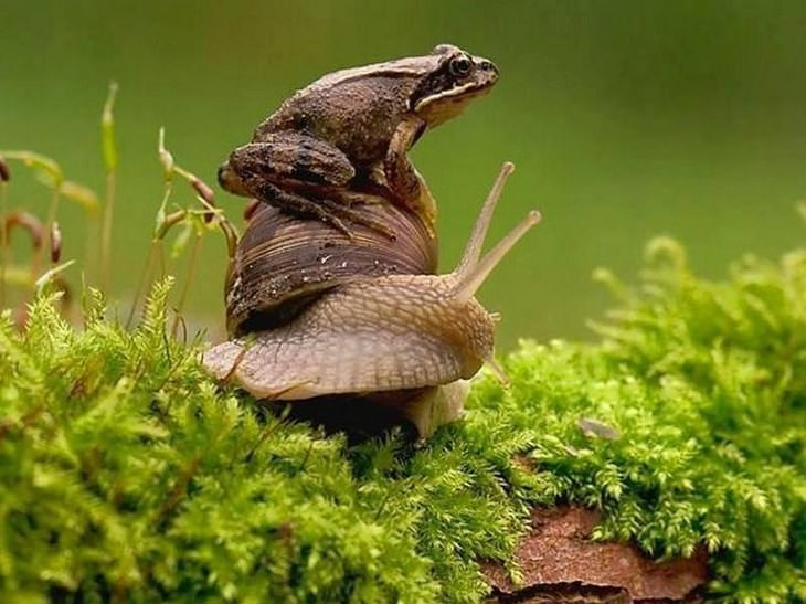 Hilarious Wildlife Photos