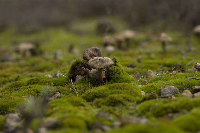 mushrooms coming out of ground