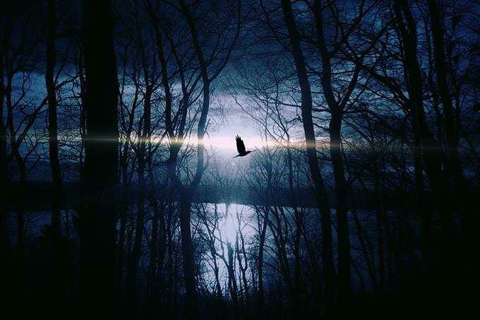 bird in dark forest