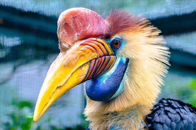 hornbill