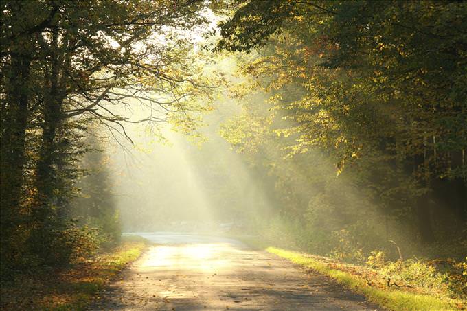 light coming through trees