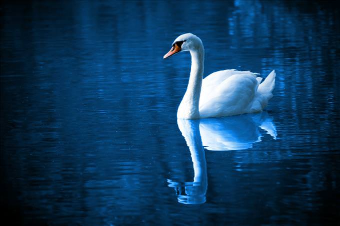 swan reflecting in water