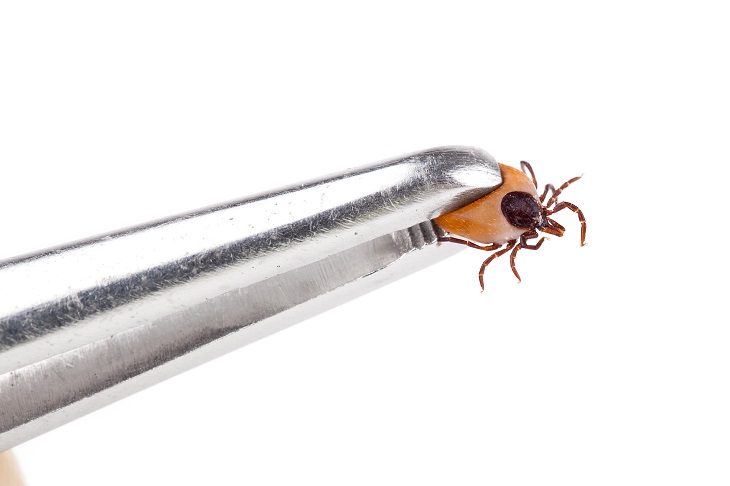 How to Remove a Tick From Your Pet