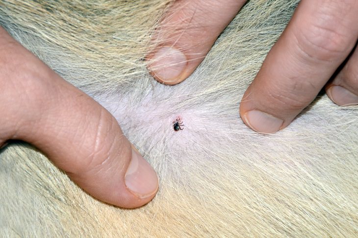 How to Remove a Tick From Your Pet