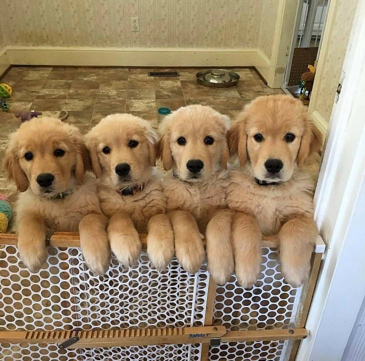 The Cutest Golden Retriever Puppies Ever