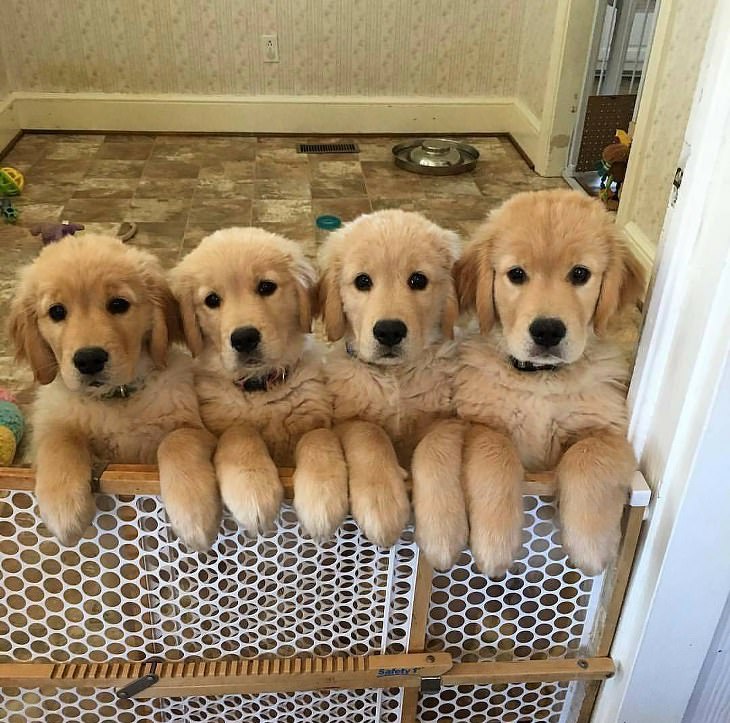 super cute golden retriever puppies