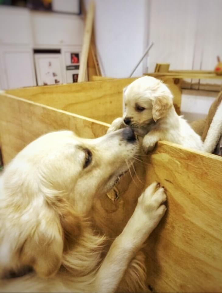 The Cutest Golden Retriever Puppies Ever