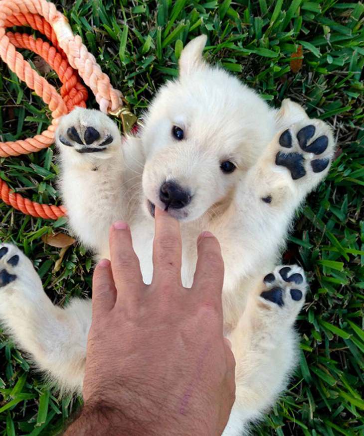 Os filhotes de Golden Retriever mais fofos de todos os tempos